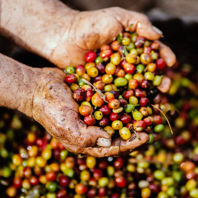 Distributor Pestisida Sumatera Selatan